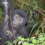 Baby mountain gorilla